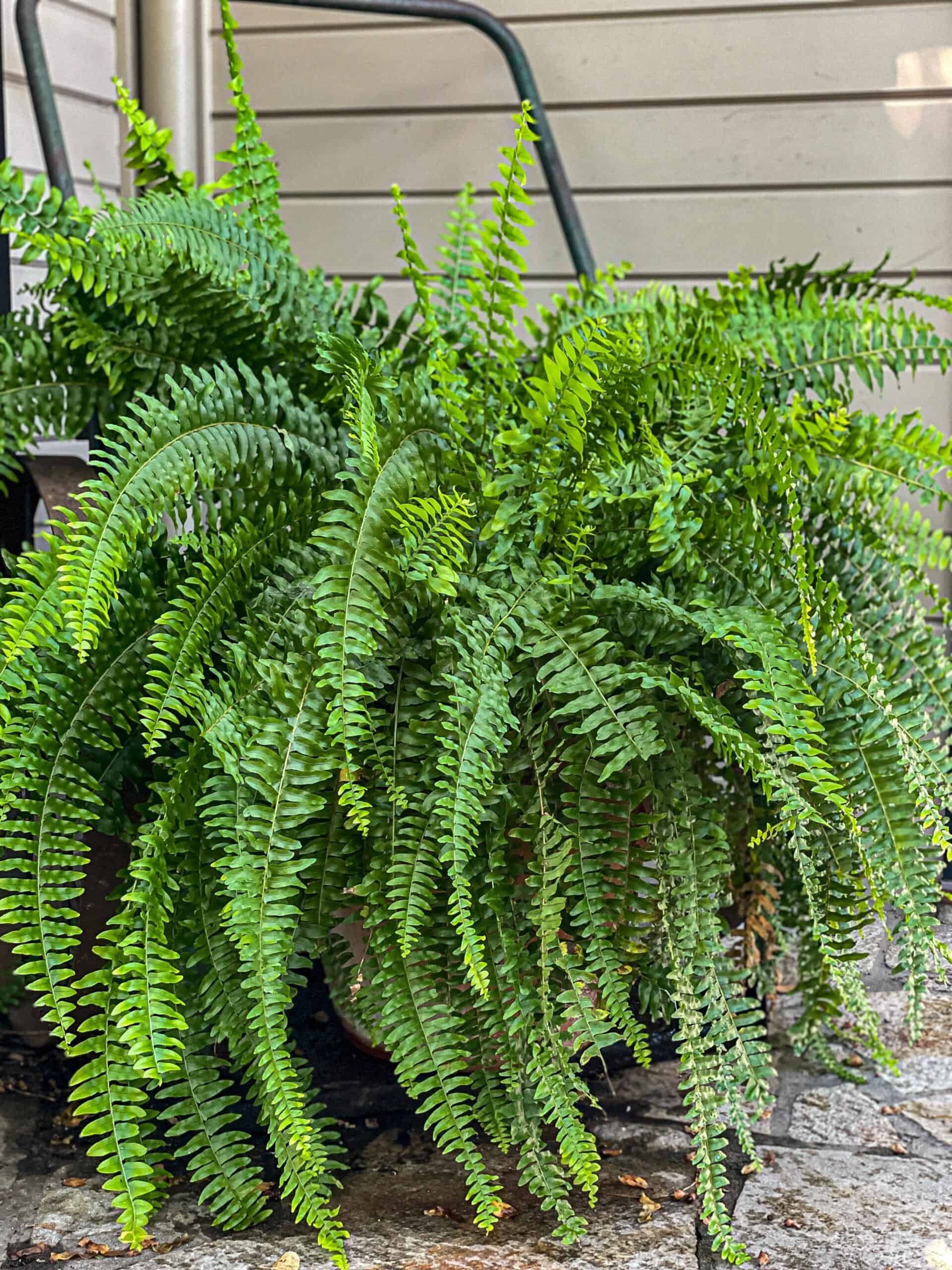 How to Grow and care for Different Types of ferns