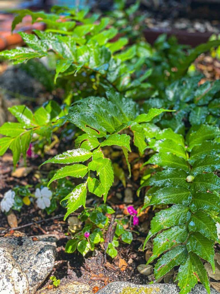Holly Fern , How to Grow and care for Different Types of ferns