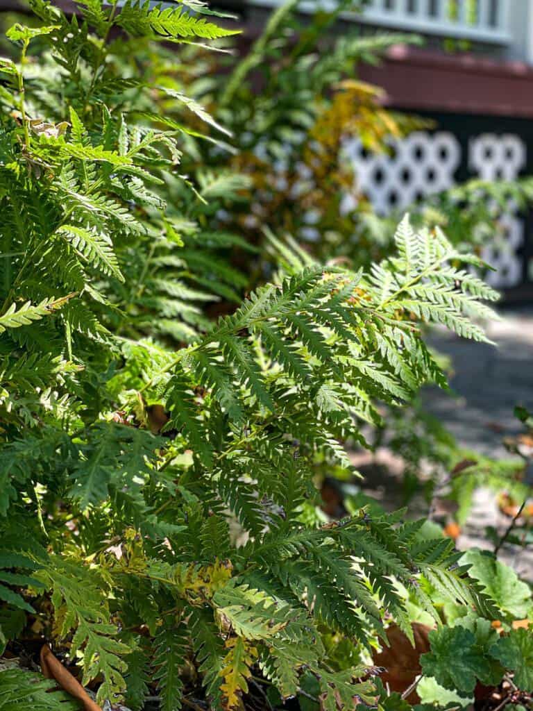 Lady hardy fern 