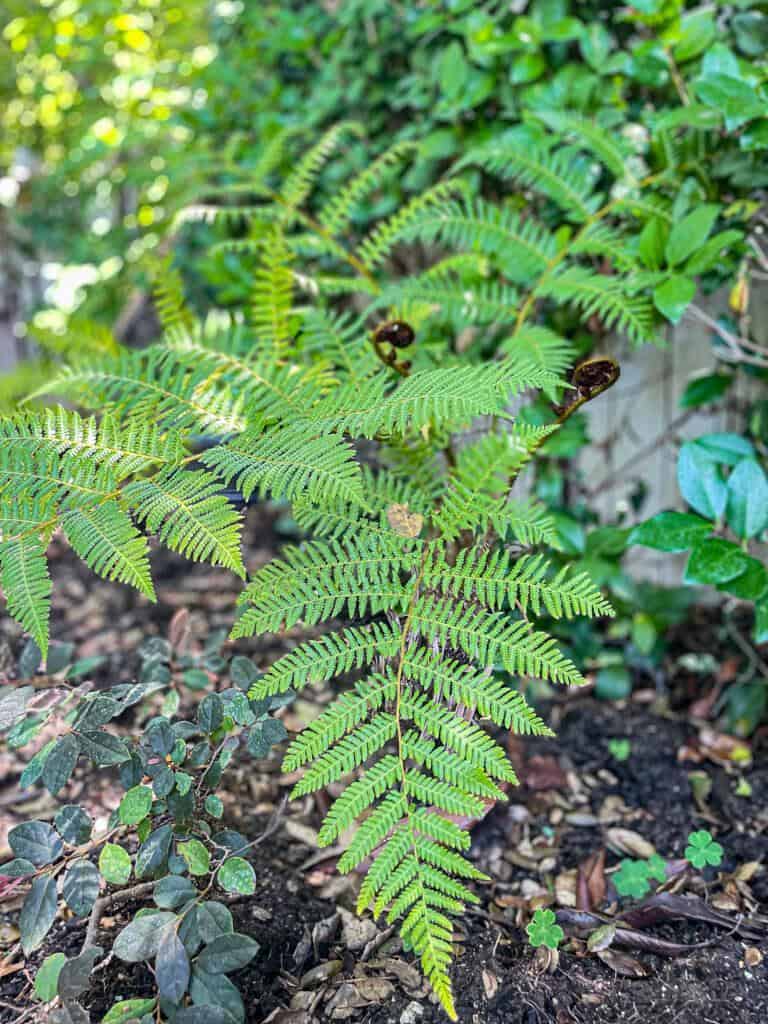 Tree Fern- and different types of ferns