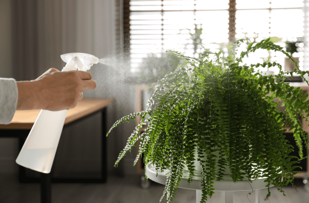 Growing Ferns Indoors, misting your ferns 