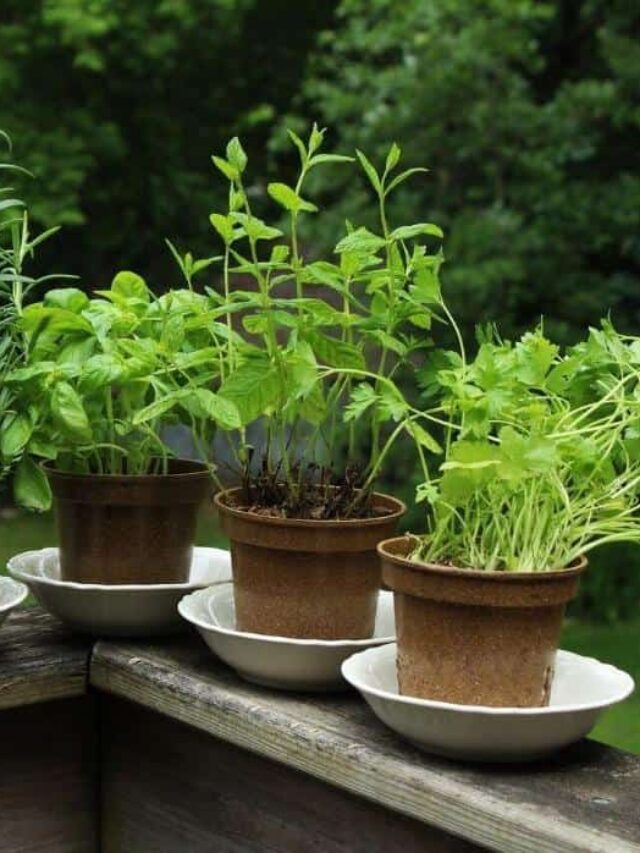 herb-garden-