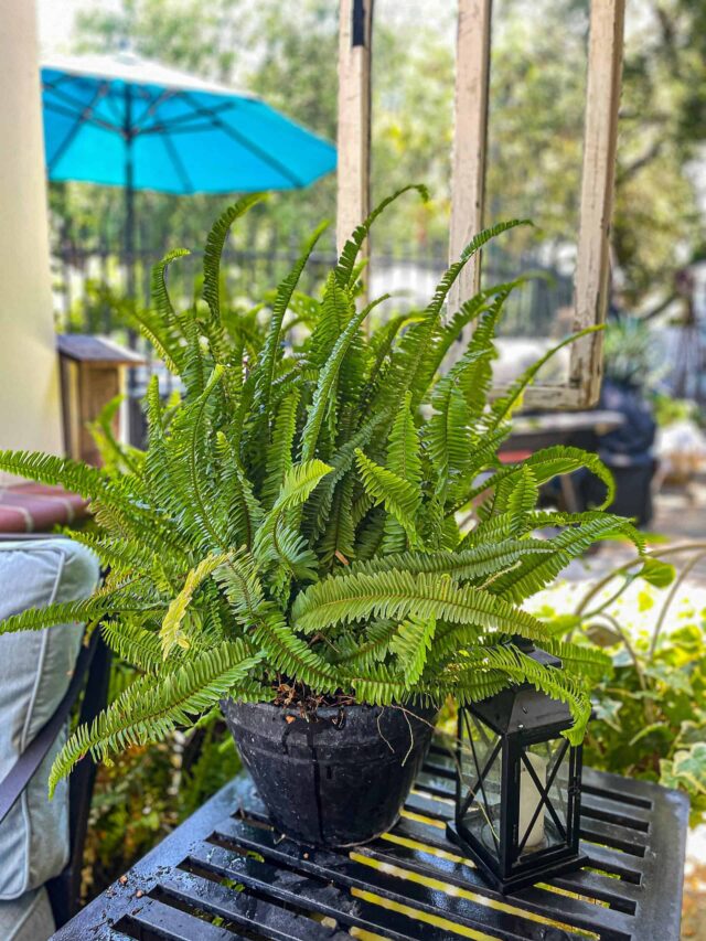 Sword Fern / Boston Fern