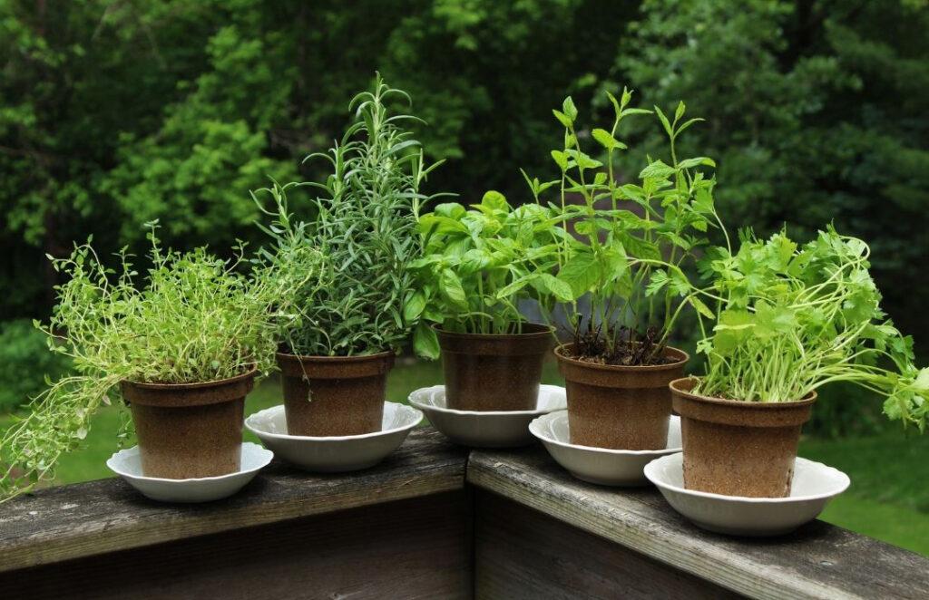 how to start an indoor herb garden - growing herbs from seed vs. transplant