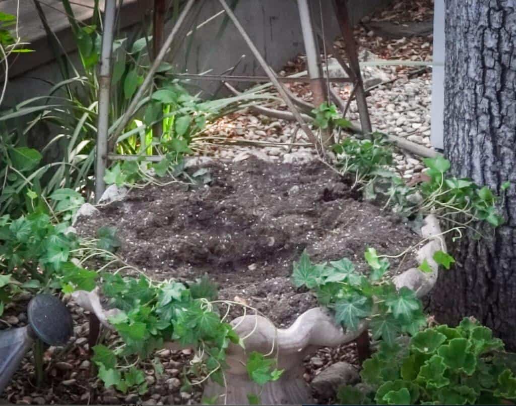 birdbath filled with dirt