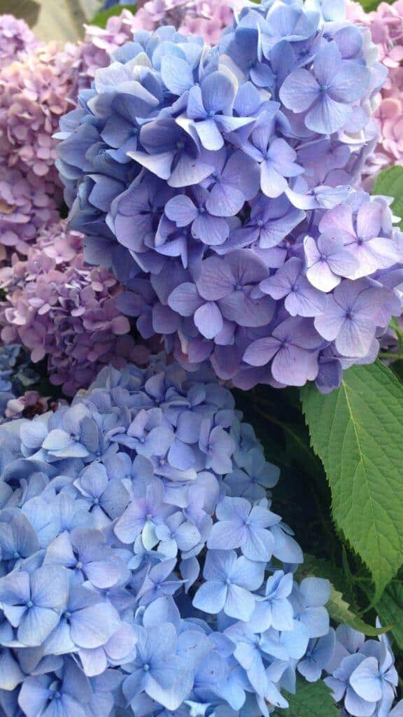 Hydrangeas are a lovely feature flower used in floral arrangements. 