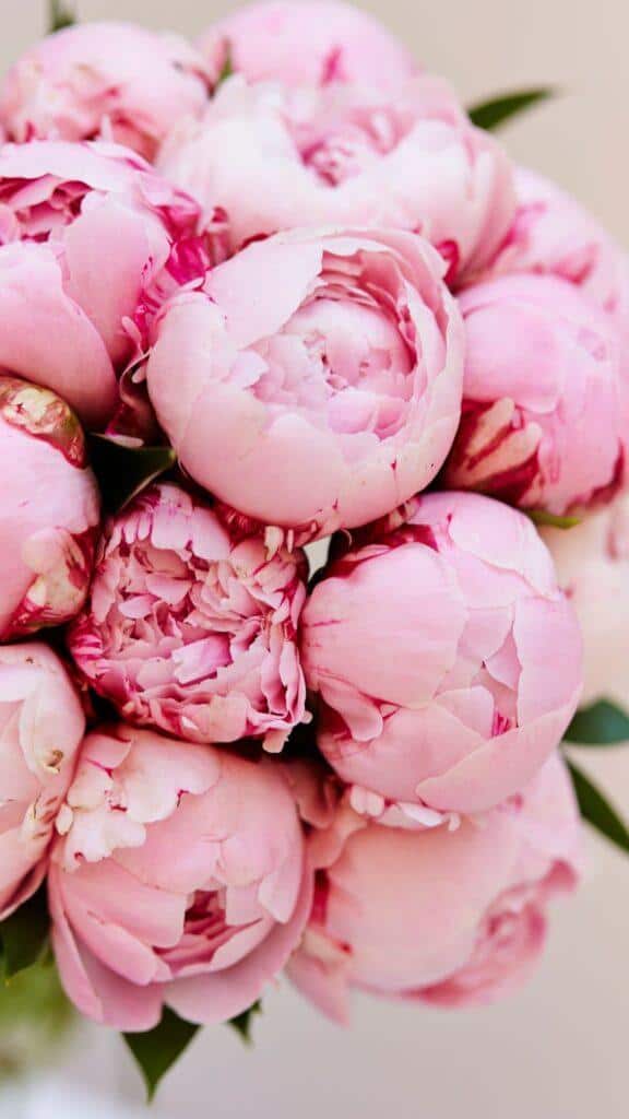 Peonies are often used in floral arrangements as a feature flower