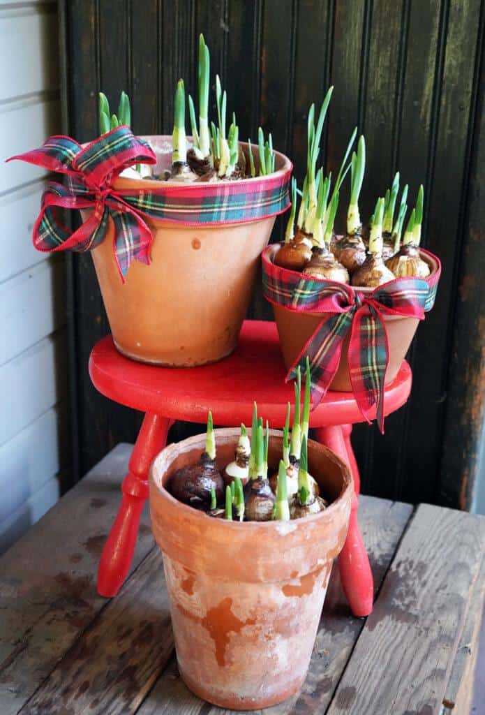 Paperwhites for Christmas gifts planted in DIY aged terracotta pots