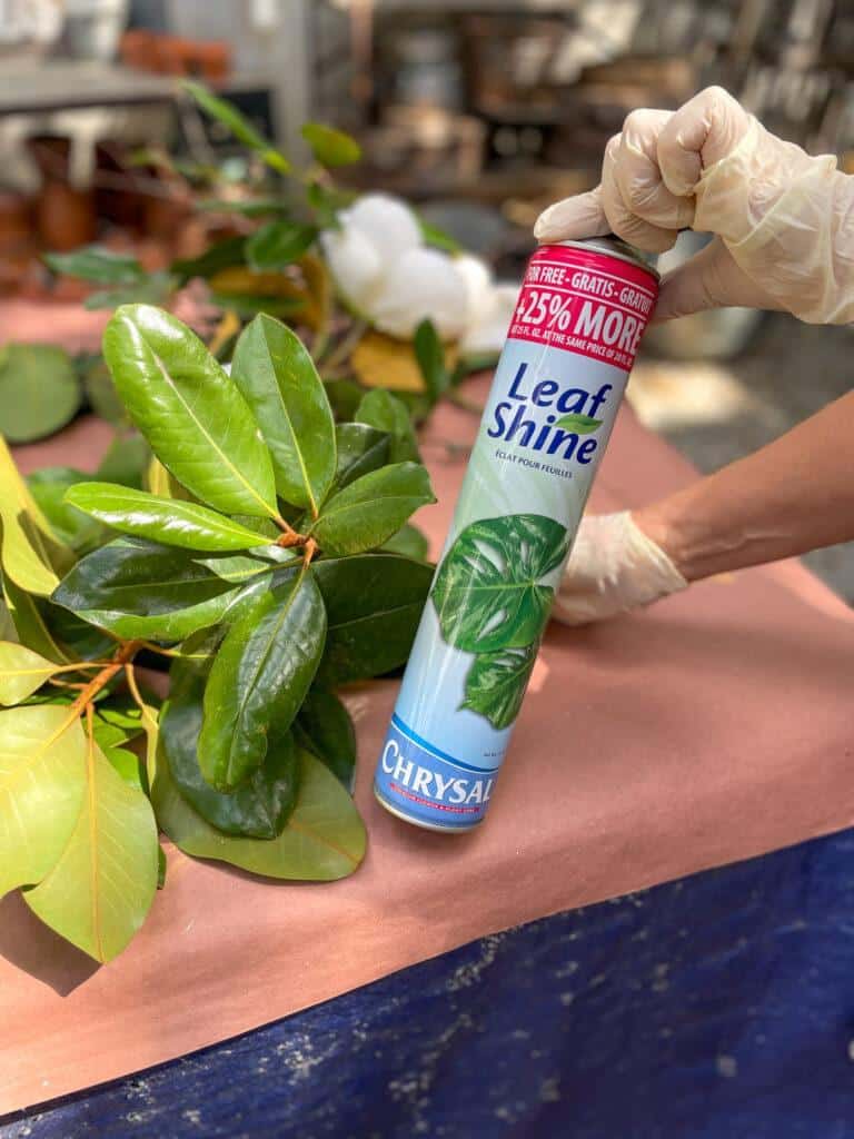 use leaf shine spray to make your magnolia leaves look extra shiny and pretty