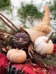 thanksgiving Cornucopia basket for your Thanksgiving Party
