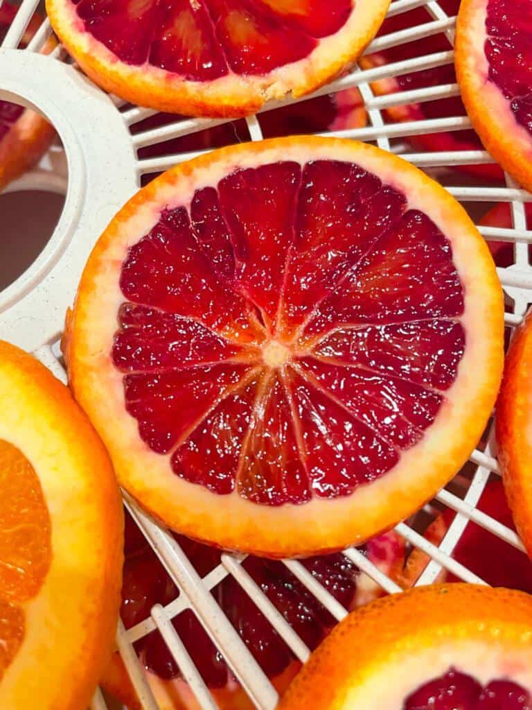 drying orange slices in a dehydrator