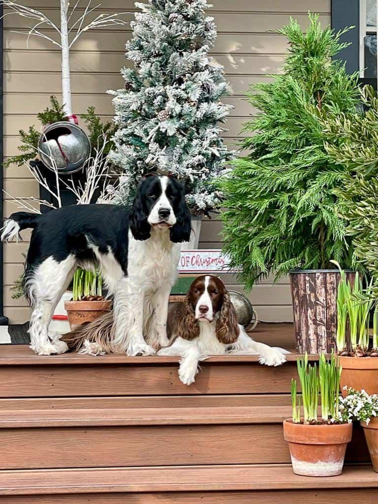 Dogs on the front porch 