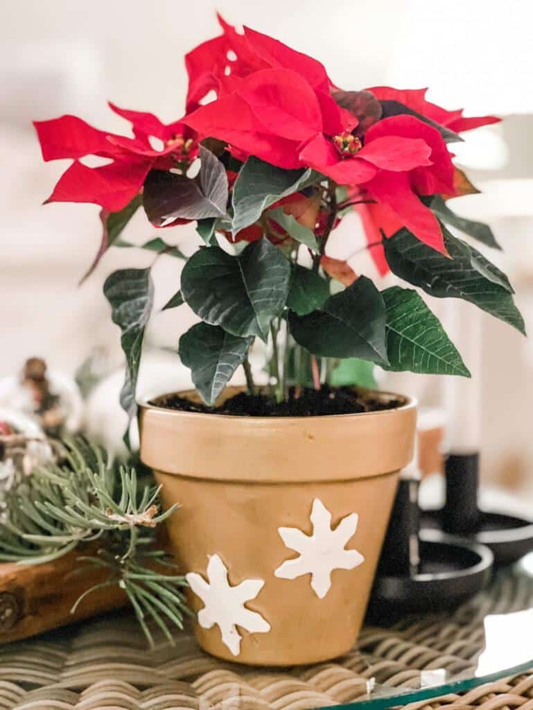 pointsettia in clay pot embellished 