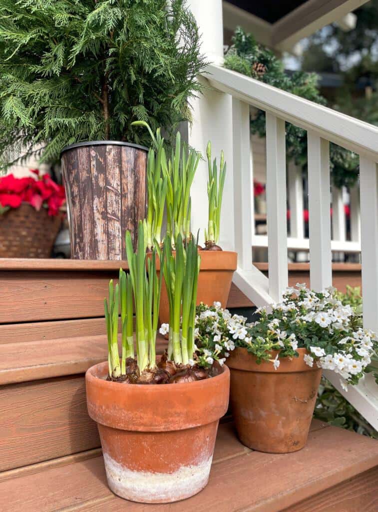 Fresh paperwhites for Outdoor Christmas porch decorations 