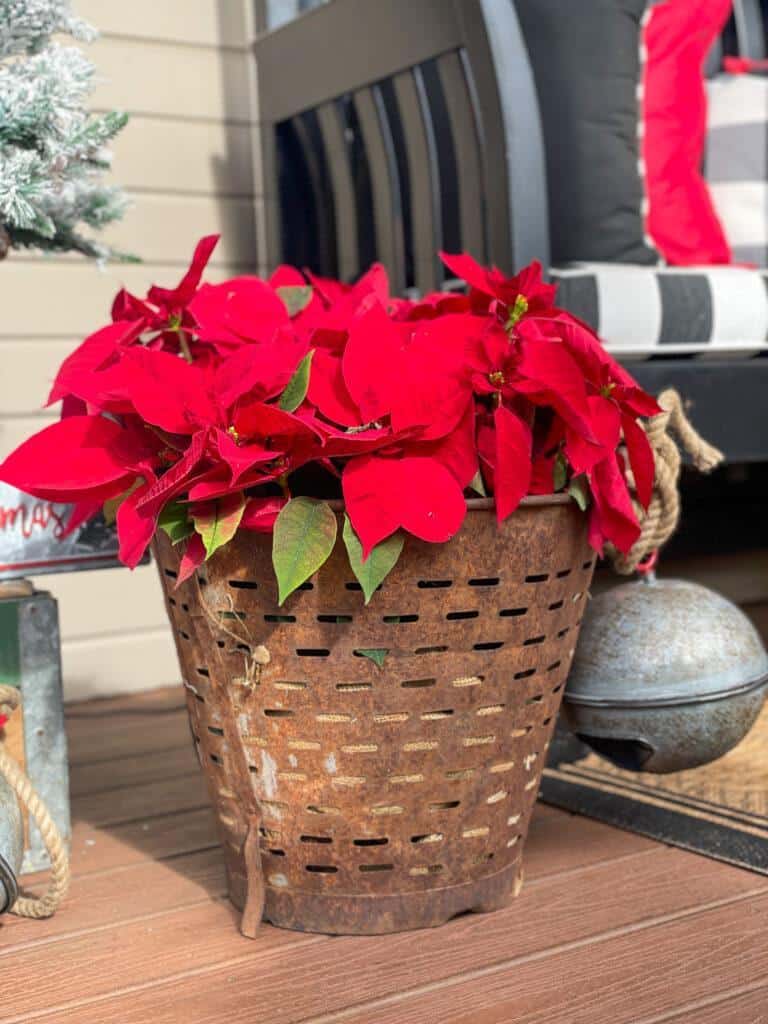 poinsettias in a old vintage olive bucket as outdoor Christmas porch decoration 