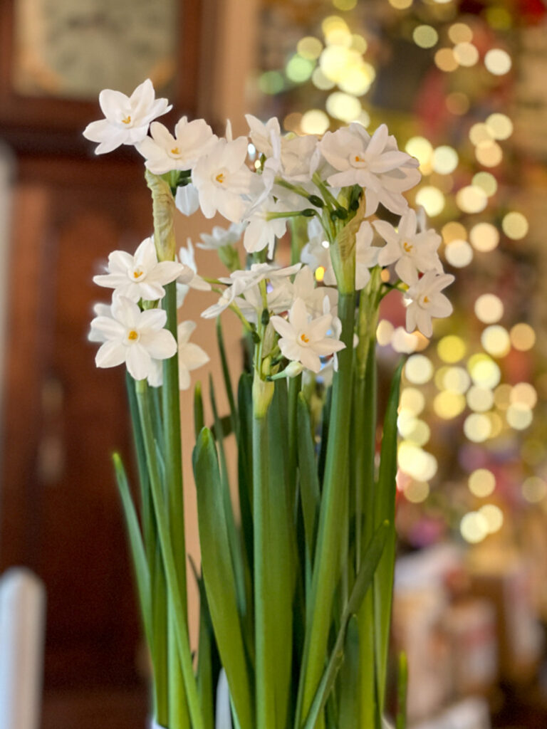 Paper whites -Winter floral arrangement