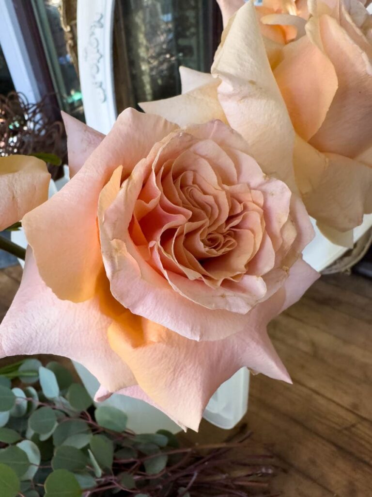large blush pink rose folded open 