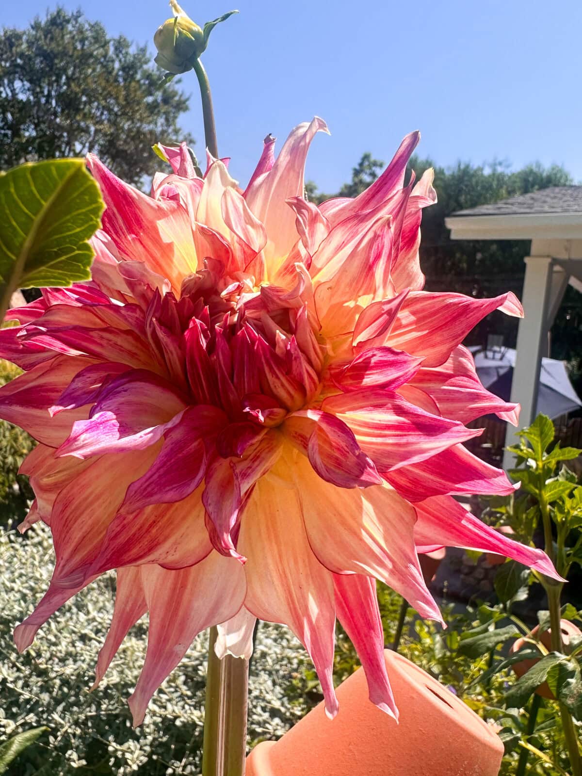 Dinner Plate Dahlia