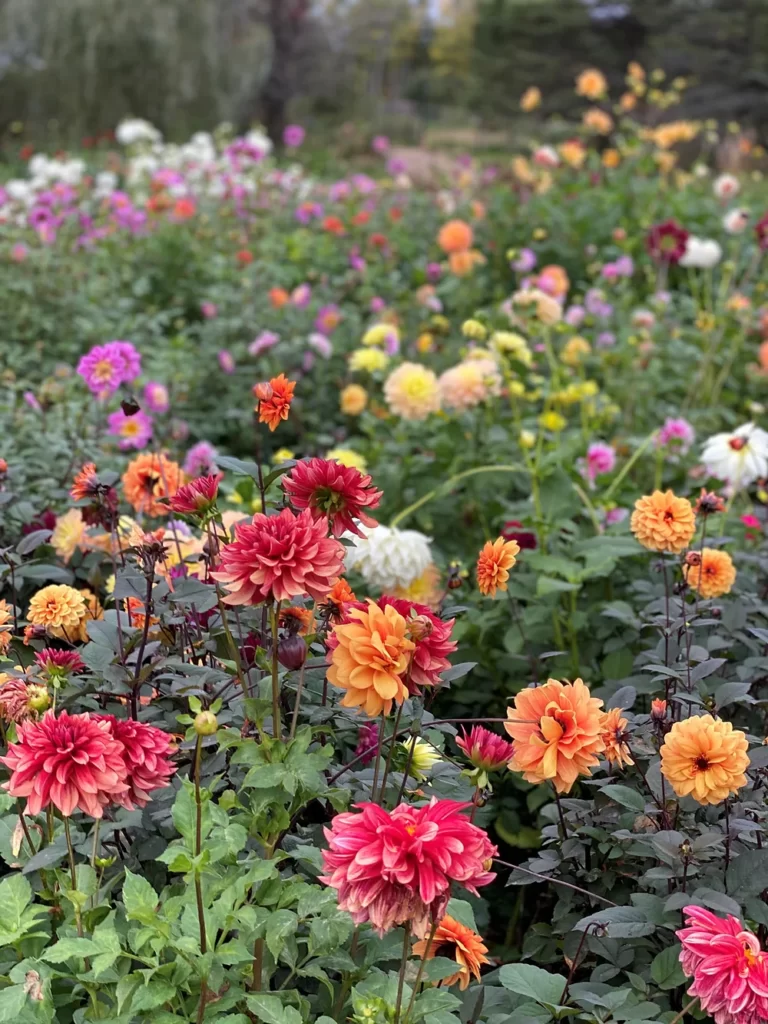 dahlias growing in a field