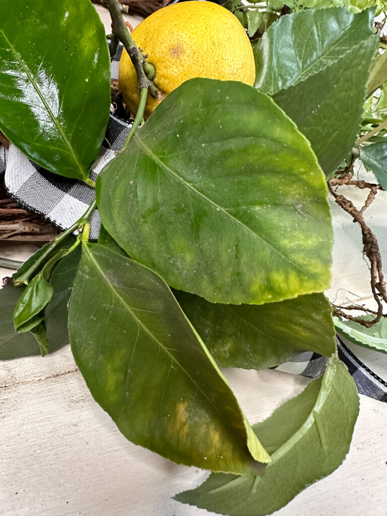 fresh lemon leaves