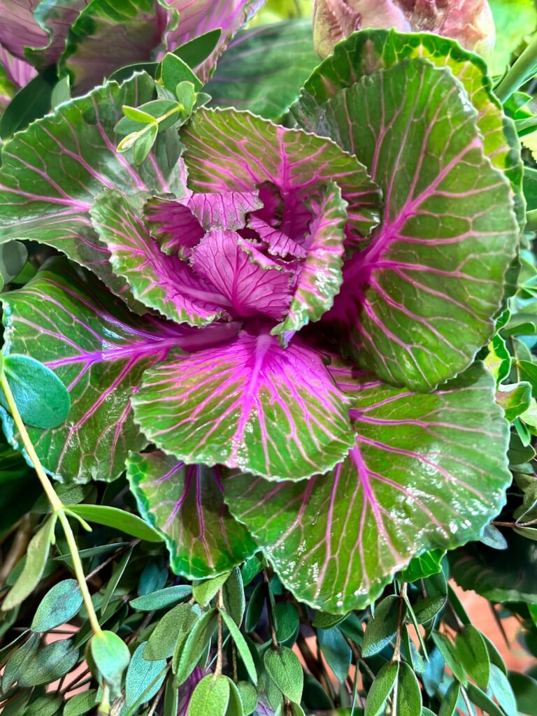 red cabbage florals -Winter floral arrangement