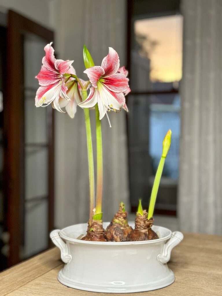 Amaryllis bulbs planted in a white ceramic vase