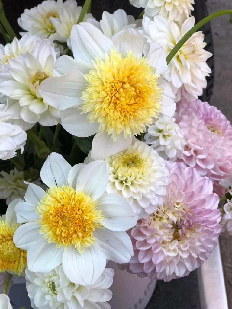 Platinum Blonde dahlia flowers