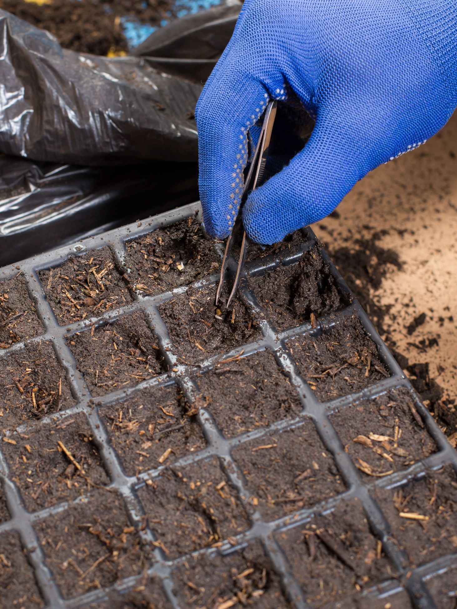 seeds being planted in a seed tray