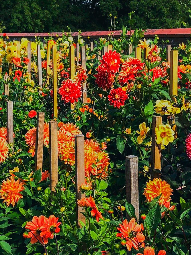 dahlias staked in a garden-Are Dahlias Perennials? How to Plant and Care for your Dahlias
