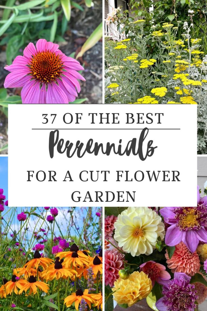 37 0f the best perennials to plant for a cut flower garden