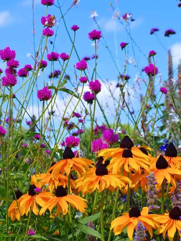 A vibrant field of flowers in bloom under a clear blue sky. The foreground features bright yellow coneflowers with dark centers, while the background showcases clusters of purple globe amaranth flowers. Green stems and leaves fill in the surrounding space, making it a perfect scene for perennial cut flowers.