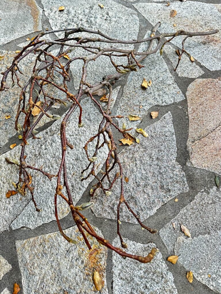 A dry, leafless branch rests on a gray stone pavement. Scattered yellow and brown leaves surround the branch, hinting at autumn. The stones in the pavement vary in shape and color, creating a patchwork effect.