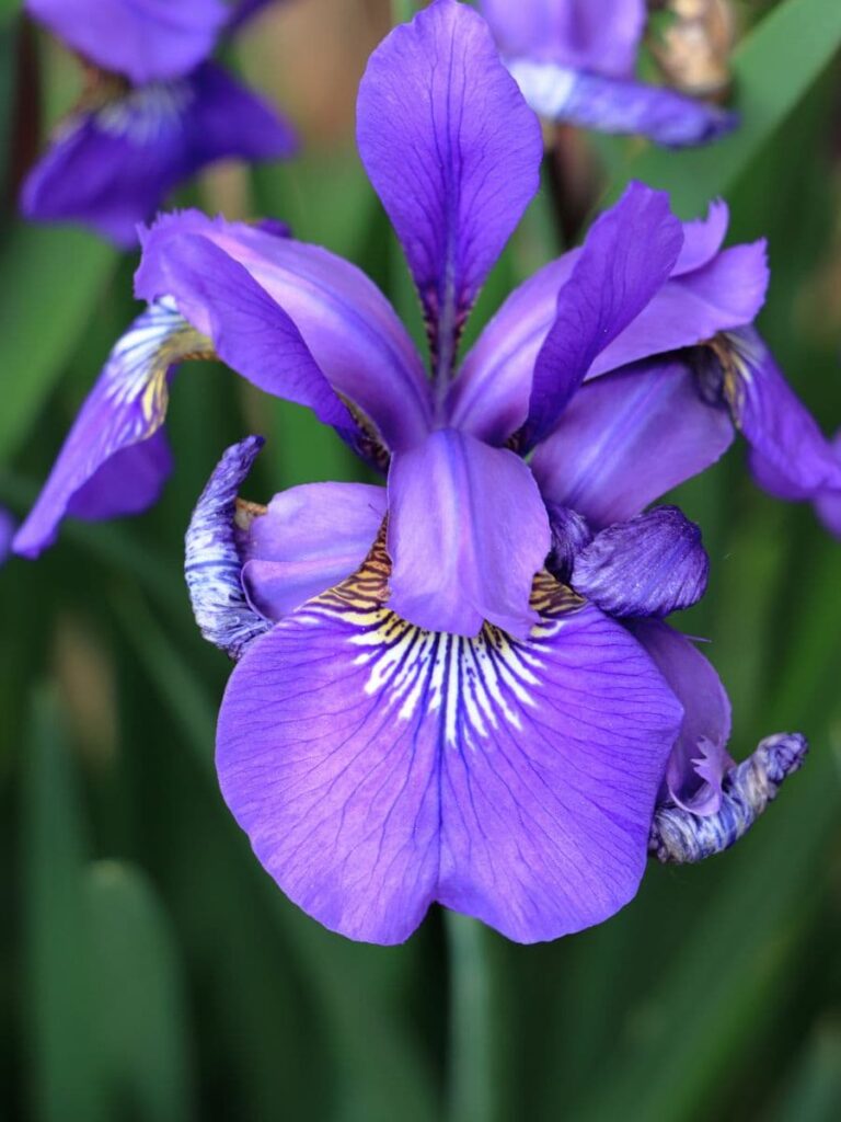 Iris - Best Perennial Cut Flowers