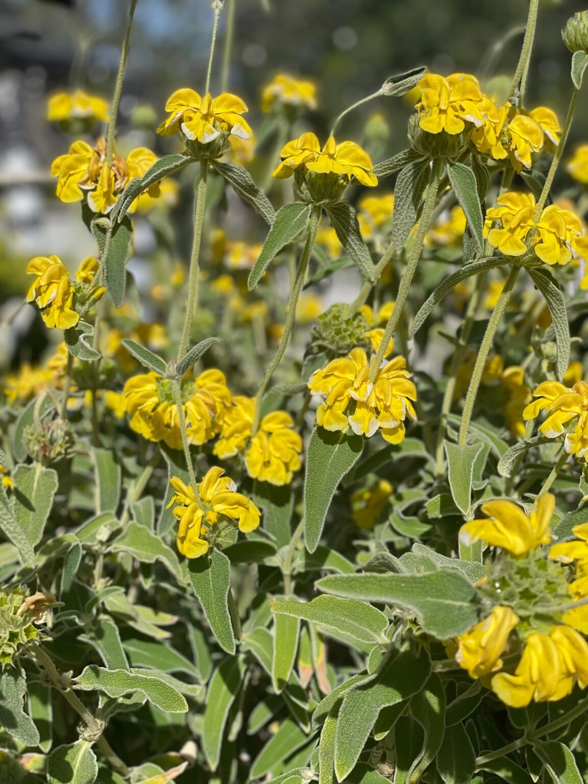 37 of the Best Perennial Cut Flowers for your Cutting Garden