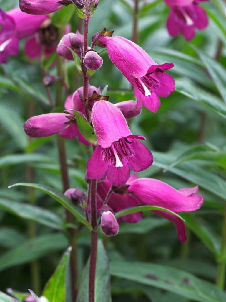 Penstemon - Best Perennial Cut Flowers for your Cutting Garden