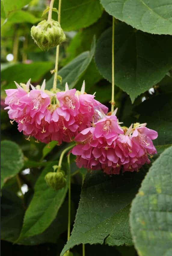 pink ball blossom on tree