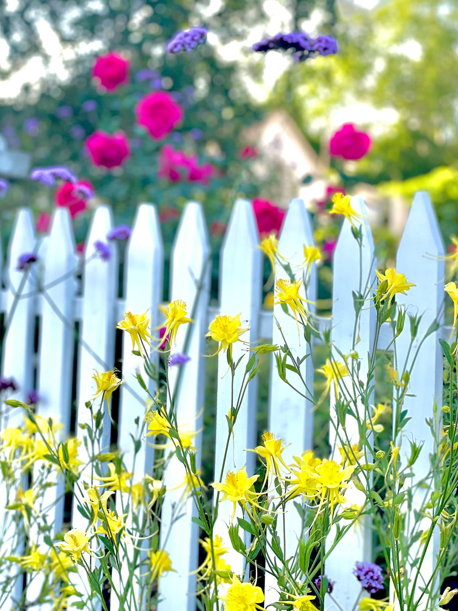 37 of the Best Perennial Cut Flowers for your Cutting Garden