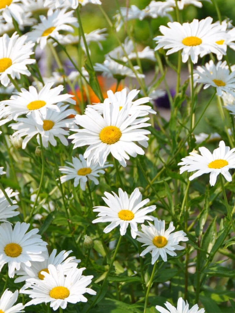 Shasta daisies - best perennial cut flowers