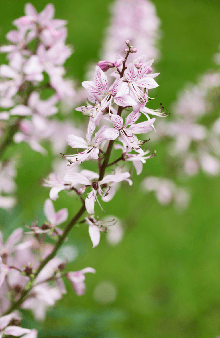 37 of the Best Perennial Cut Flowers for your Cutting Garden