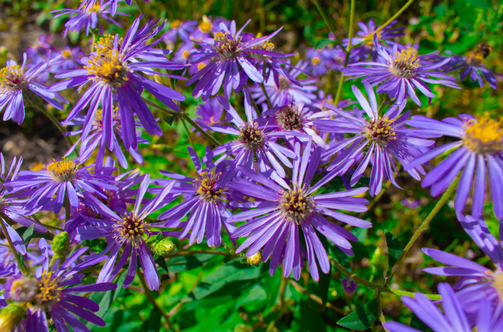 new england asters