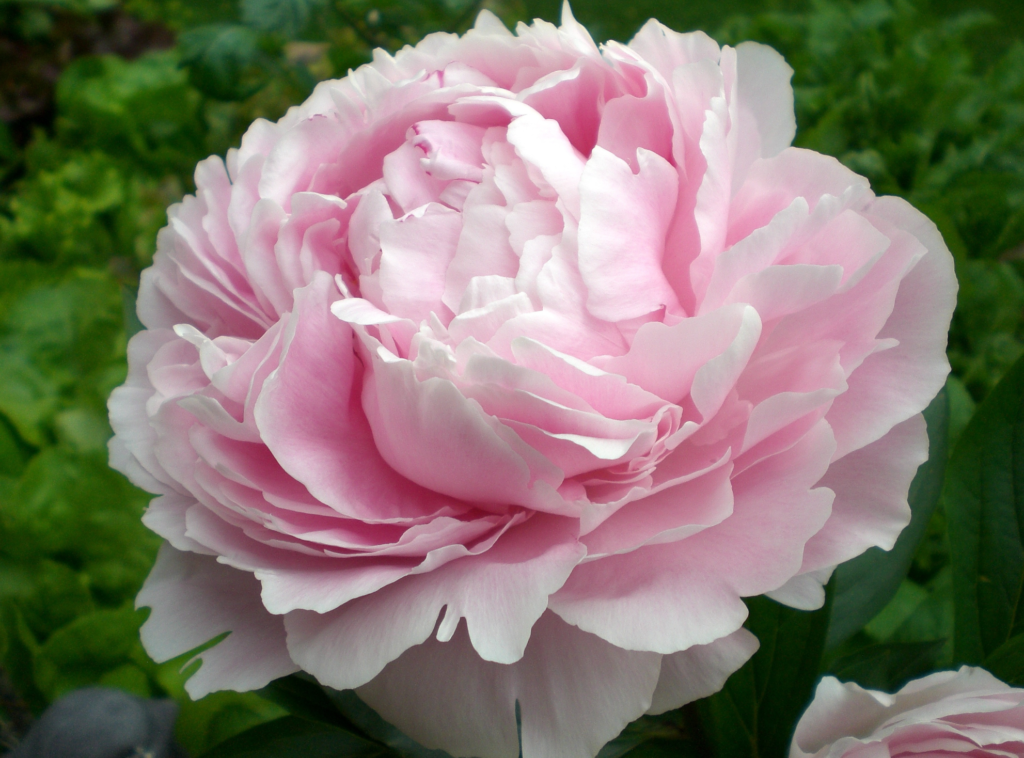 pink peony flower - Best Perennial Cut Flowers