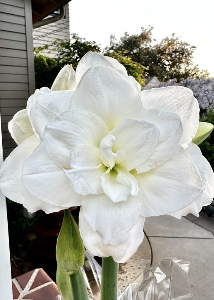 White Amaryllis bloom 