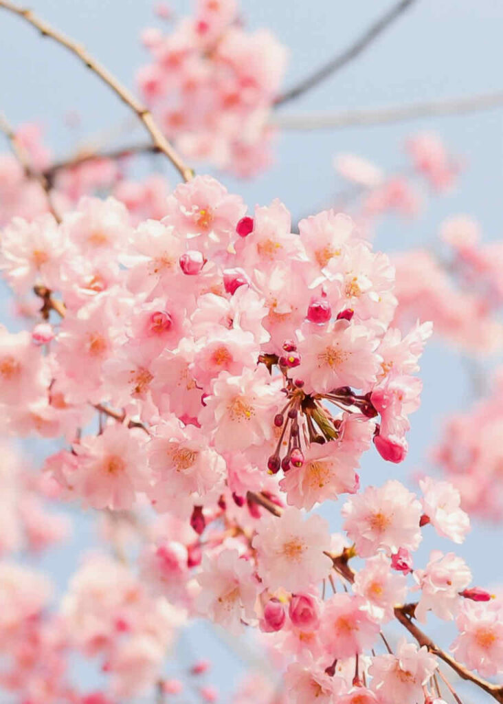 pink cherry blossom tree 