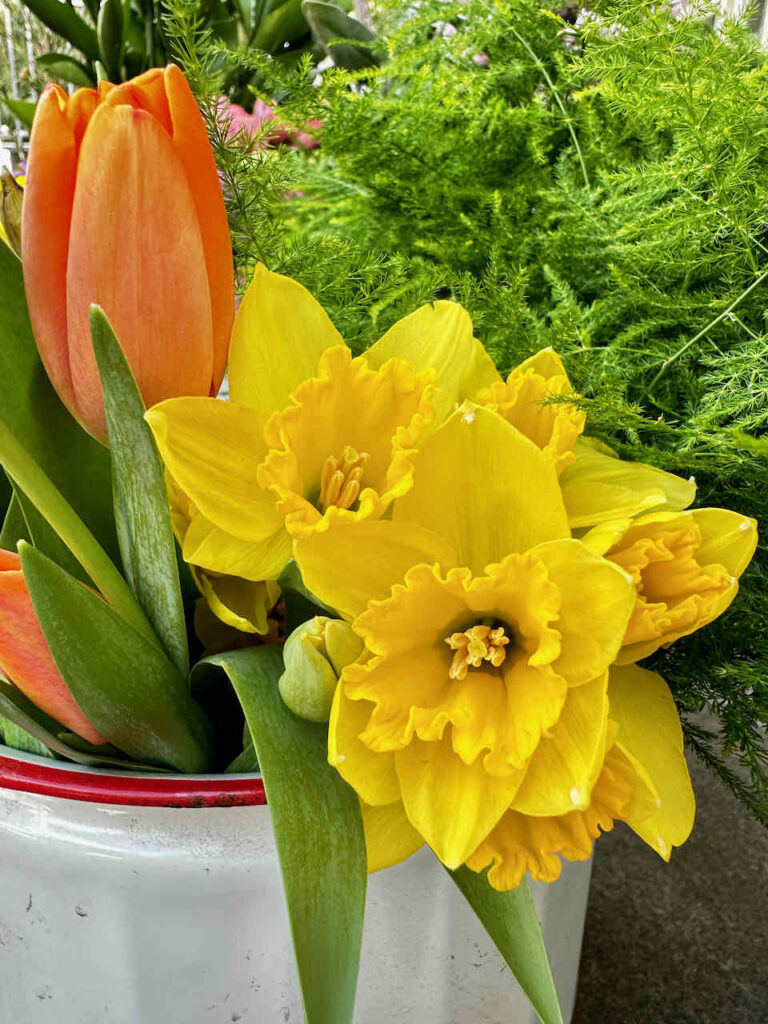 Yellow daffodils in a bucket with orange tulips 