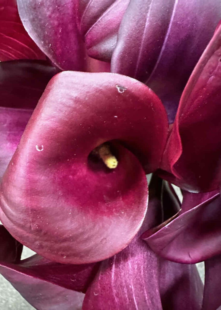 Purple Calla Lily- 21 spring flowers 