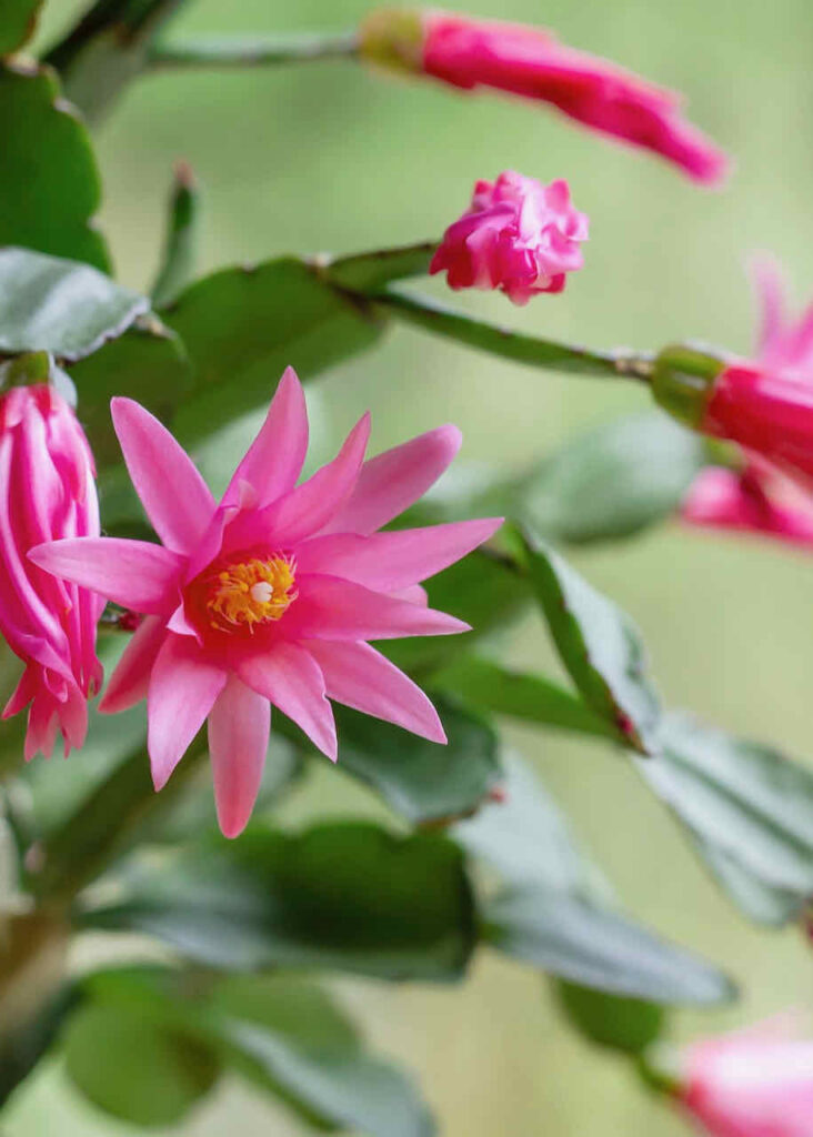 pink Easter Cactus 