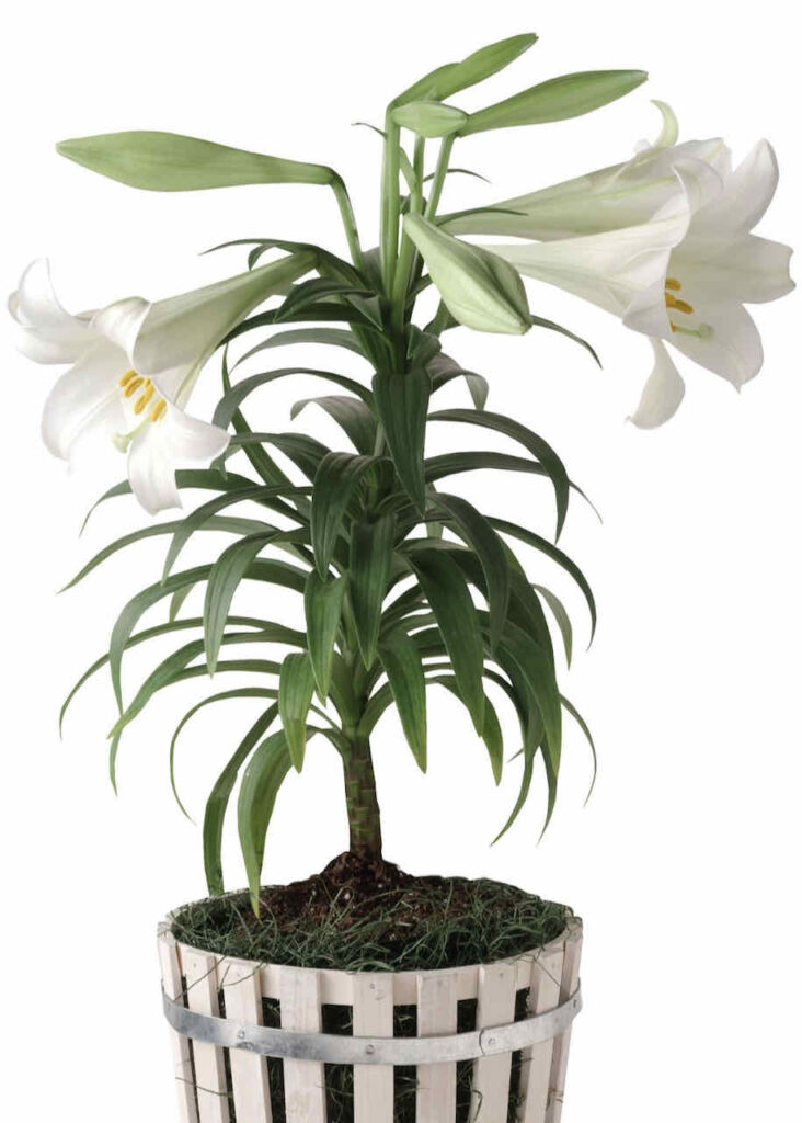  White Easter Lily in a basket 