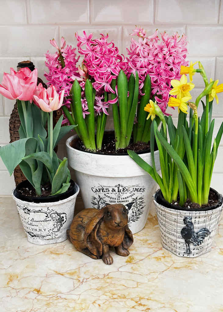 spring mantel ideas-Fresh spring flowers in pots on the kitchen counter 