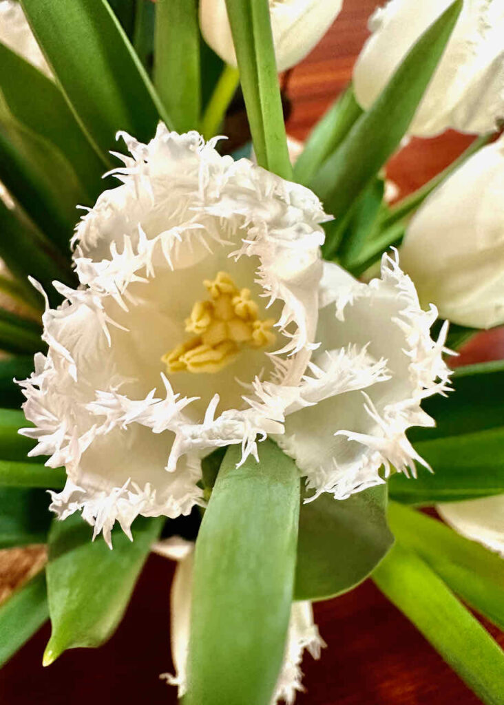 21 flower choices for Easter-A close up of white fringed tulip 