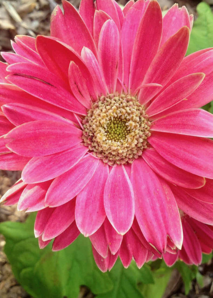  gerber daisy 